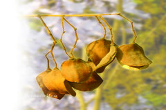 Jacaranda mimosifolia